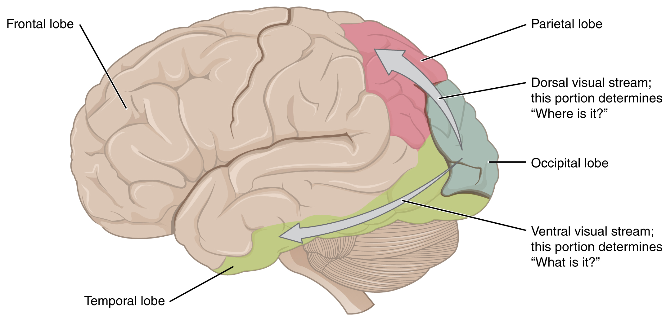 A side view diagram image of a brain with the back most area (occipital lobe) colored teal. An arrow labled "dorsal ventral stream; this portion determines 'Where is it?'" points from the occipital lobe up and forward along the top of the brain towards the next area directly above (the parietal lobe) colored red. A different arrow points from the occipital lobe downward along the side of the brain towards the temporal lobes, colored green; this arrow reads "Ventral visual stream; this portion determines 'What is it?'"