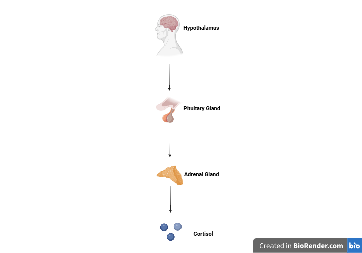 An Image of the Hypothalamus, pointing to the pituitary gland, to the adrenal gland, and to cortisol