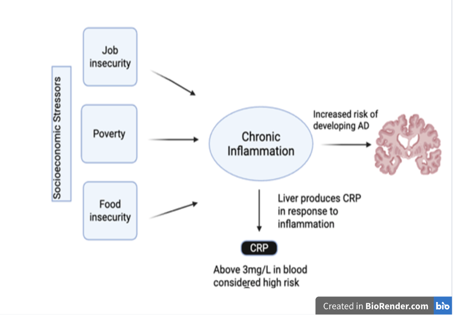 Three boxes, job insecurity, poverty, food insecurity with three arrows pointing to chronic inflammation with another arrow pointing directly to an Alzheimer's disease brain. An arrow pointing down from chronic inflammation to a black oval labeled CRP. 