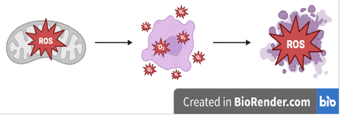 Image of a gray, sausage-shaped mitochondrion with a red, spiked circle that contains the letters 'ROS' on top of it. An arrow points from this first image to a purple, circular cell with small, red, spiked circles surrounding it. A final arrow points from the previous image to broken-up purple blobs (cell) with a large, red, spiked circle containing the letters 'ROS' over the top of them.