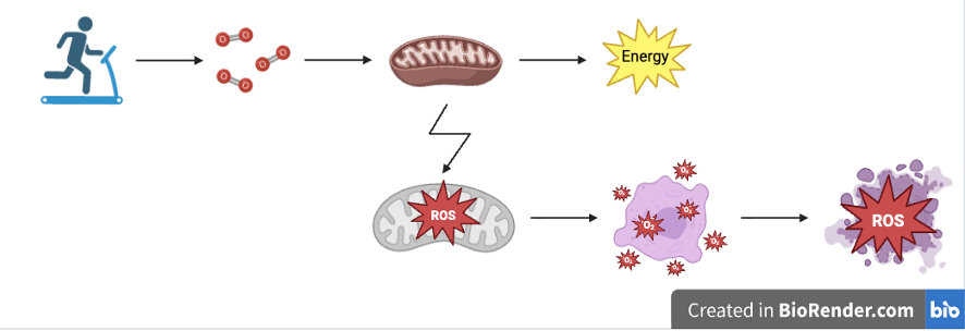 Image shows a diagram of icons connected by arrows showing left-to-right flow. A blue figure running on a treadmill leads to small red circles within which is the letter 'O', which then leads to a brown sausage-shaped mitochondrion, which finally leads to a yellow, spiked circle labeled 'Energy'. A lightning-bolt arrow below the mitochondrion leads to another mitochondrion with a red, spiked circle containing the letters 'ROS' on top of it, which leads to a purple, circular cell with small, red, spiked circles (containing 'O2-') surrounding it, which leads to broken-up purple blobs (cell) with a large, red, spiked circle containing the letters 'ROS' over the top of them.