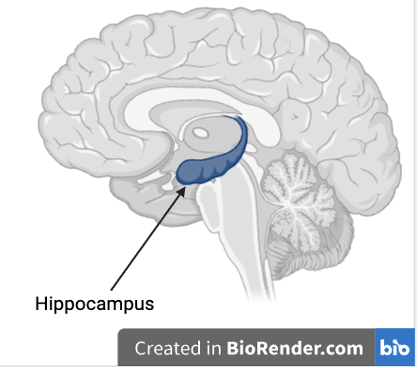 Image of a gray brain cut sagittally between both hemispheres of the brain. An arrow labeled 'hippocampus' points to a blue, seahorse-shaped structure in the middle of the image (brain).