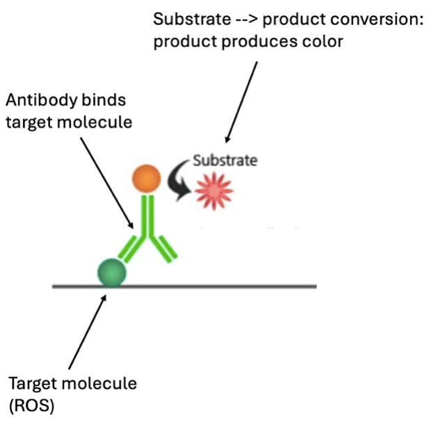 Image of a horizontal gray line with a green ball attached to the top of it on the middle of the left side, which itself has a Y-shaped green structure attached. An arrow pointing to the green ball is labeled 'Target molecule (ROS).' Another arrow pointing to the Y-shaped structure is labeled 'Antibody binds target molecule'. An orange ball on top of the Y-shaped structure has an arrow pointing from it to a spiky ball indicating a chemical reaction has taken place. An arrow points to the spiky ball and is labeled 'Substrate --> product conversion: product produces color'.