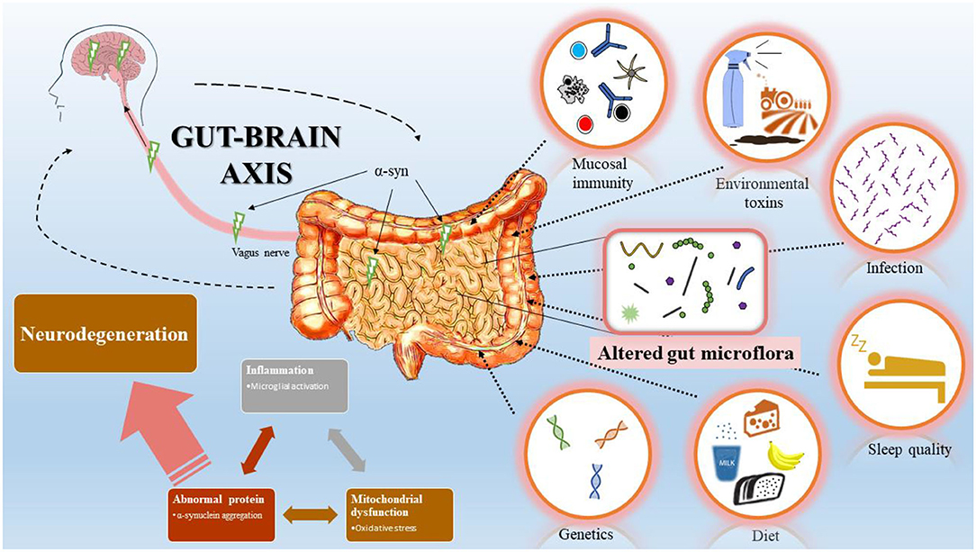 A diagram detailing the vagus nerve, gut bacteria, and the gut-brain axis.