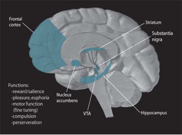 A diagram of a brain that has highlighted regions in blue.