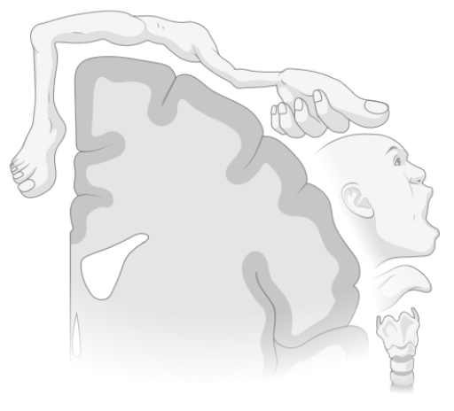 Image of the parts of the body mapped onto the primary motor cortex in the brain
