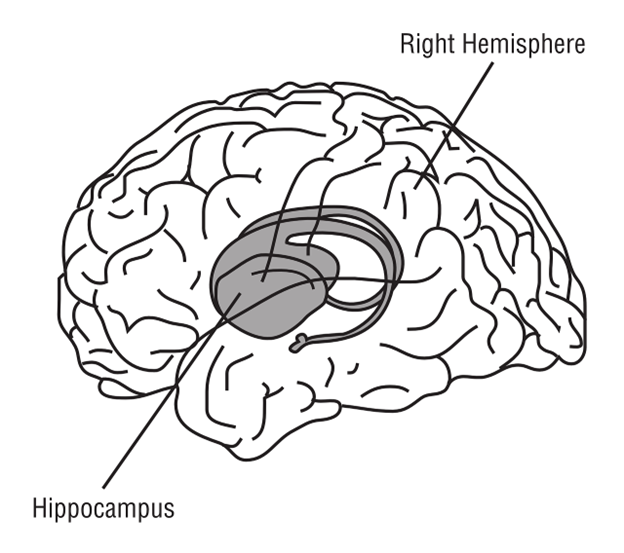 A black and white image showing where the hippocampus is in the brain with labels.