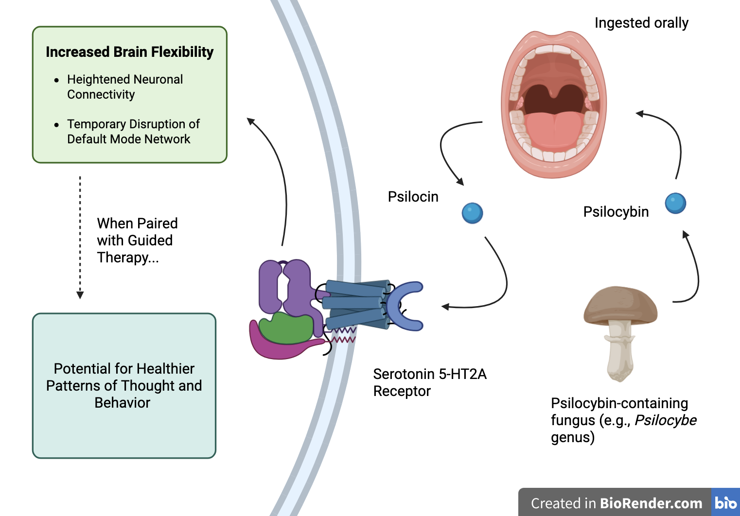 Flow chart of psilocybin's mechanism of action.