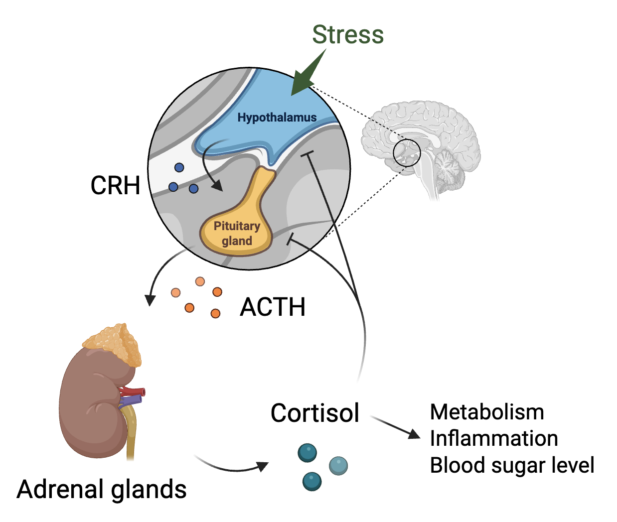 This is the image of the hypothalamic-pituitary-adrenal axis in the brain, including the picture of the hypothalamus, pituitary gland, and adrenal gland.