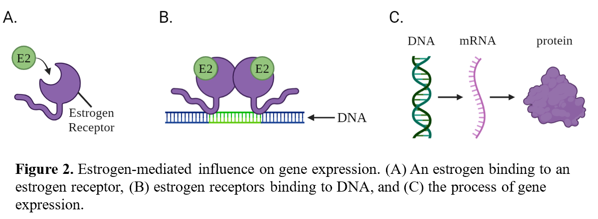 Figure 2 visualizes estrogen binding to estrogen receptors, receptors binding to DNA, and the process of gene expression