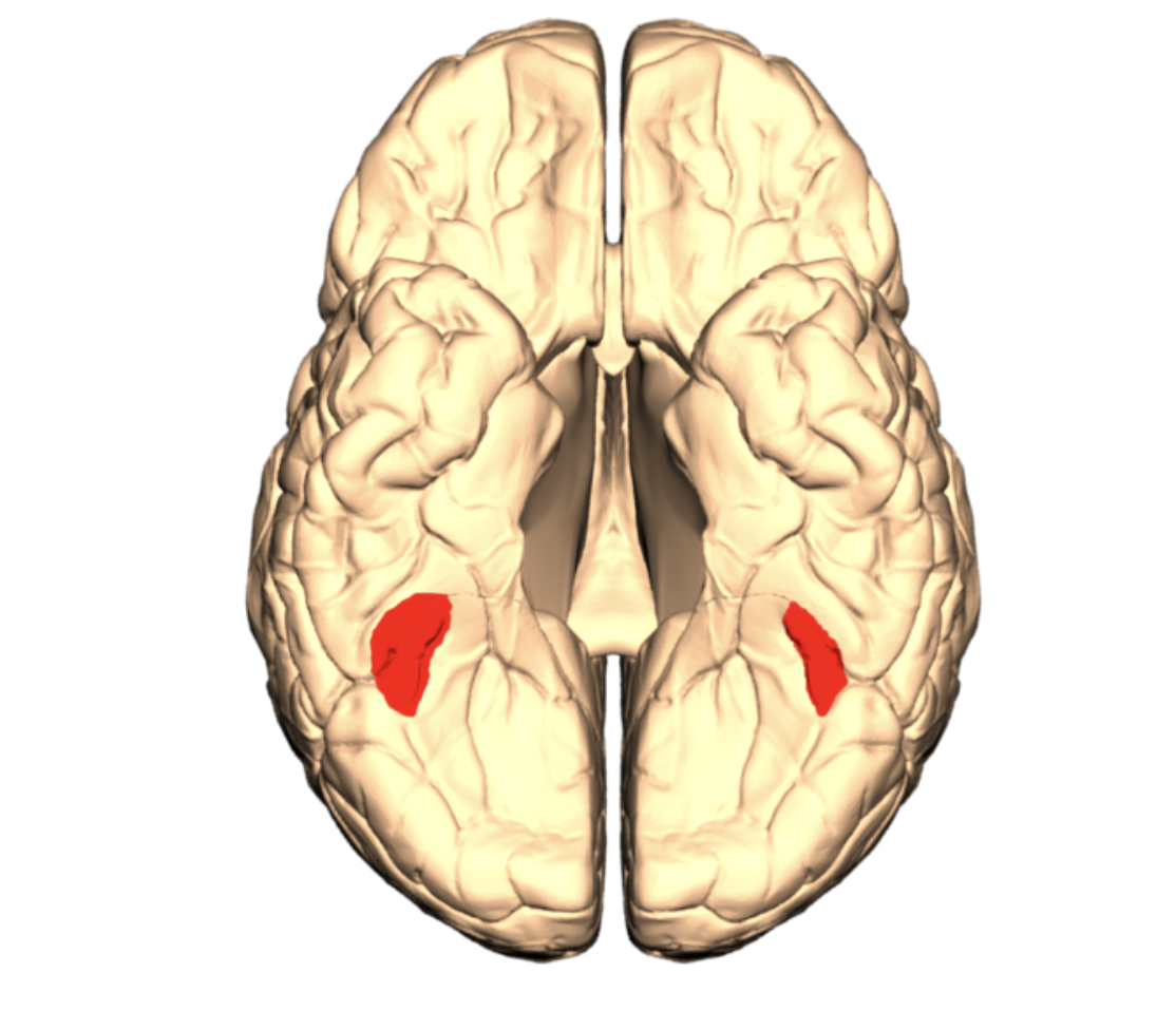 imagine of a brain 3d render from below with two areas on the bottom of the temporal lobes, the fusiform face areas, highlighted red