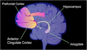 Illustration of brain regions studied in mental illness: ACC, amygdala, hippocampus, prefrontal cortex
