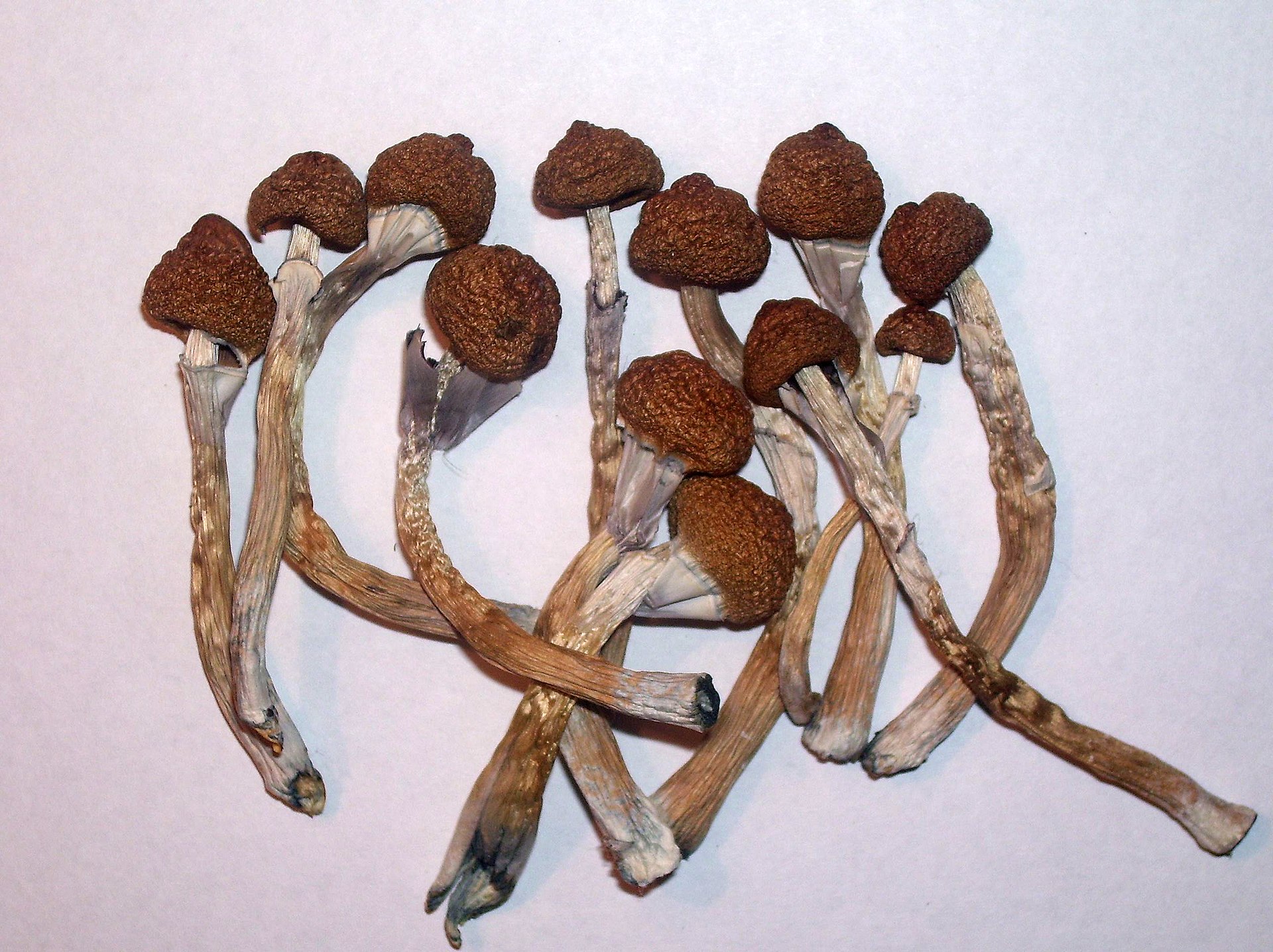 Photo of psilocybin mushrooms