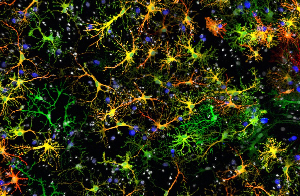 Glial cells