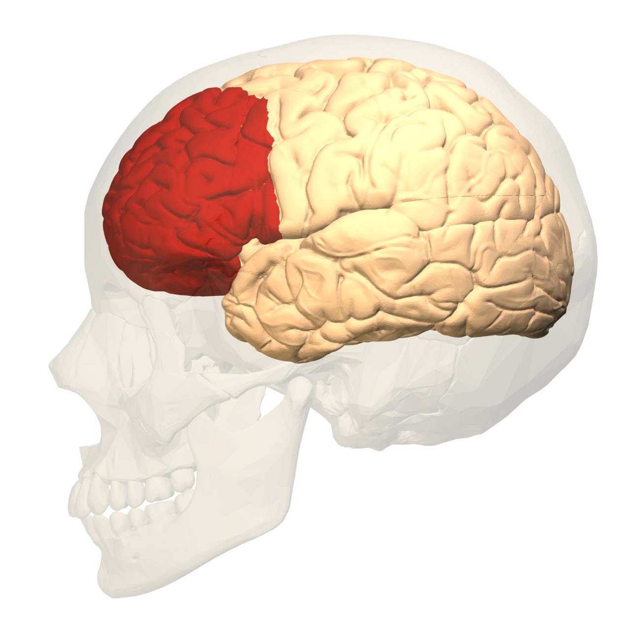 Lateral view of the prefrontal cortex