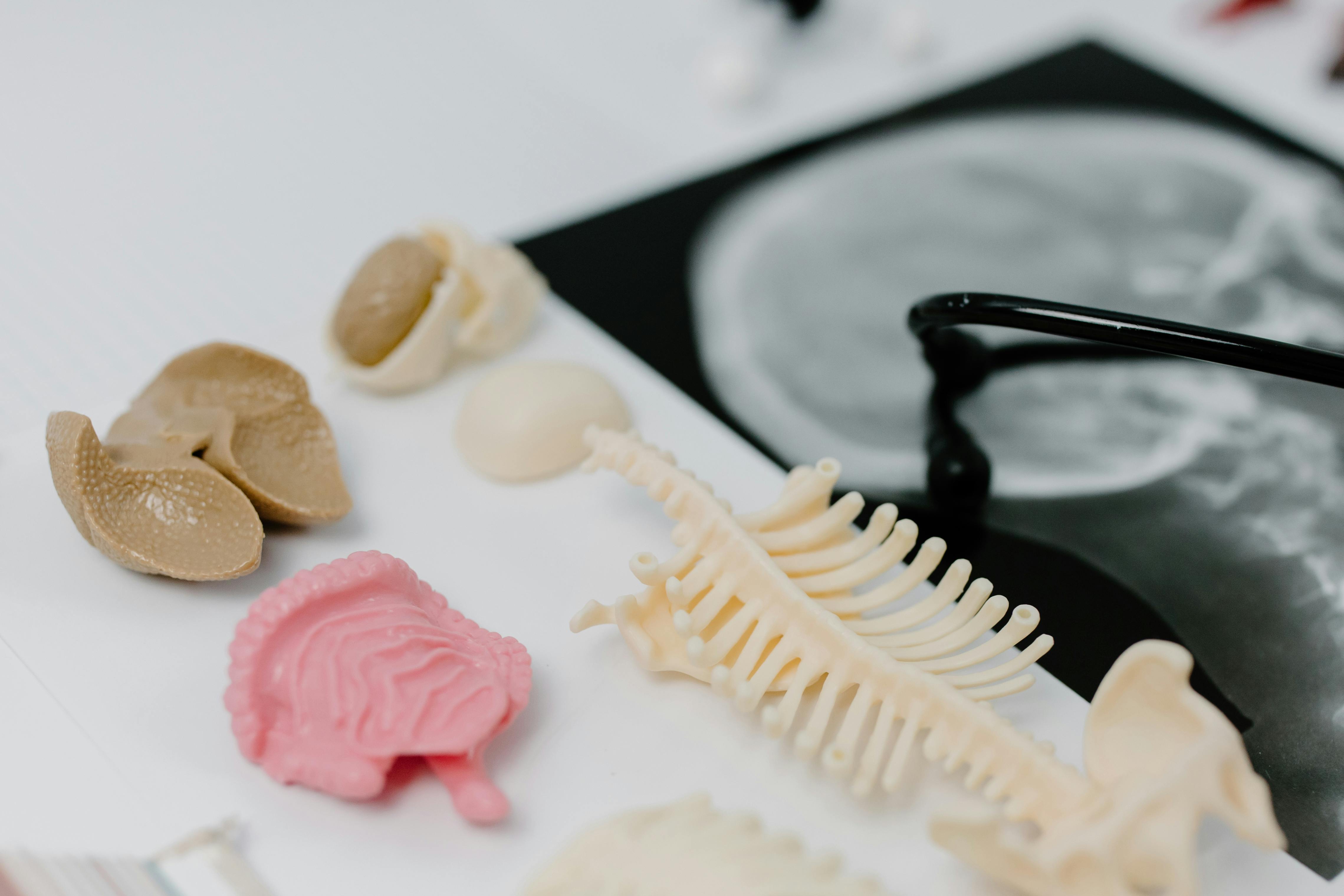 small plastic representations of various parts of the body including the brain and spinal cord